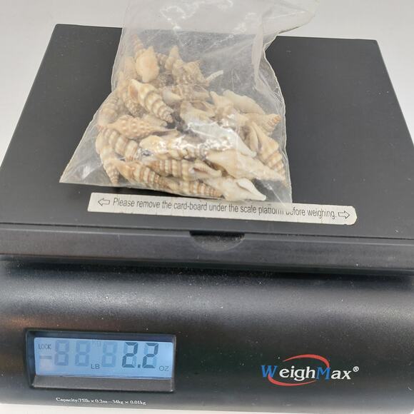 Craft DIY Sea Turris Shells Polinices Mamilya Grey Ballia - Picture 10 of 11